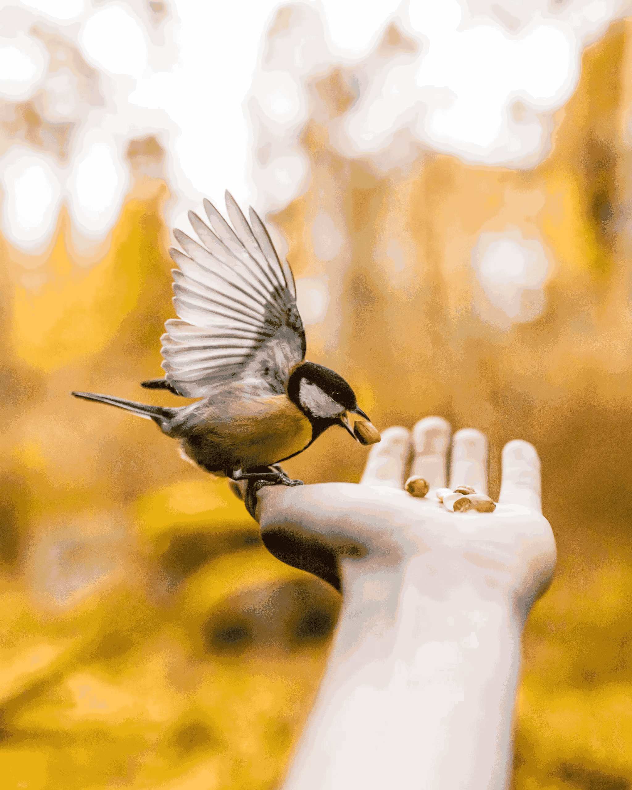Oiseaux de la Forêt